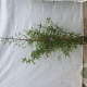 Phyllostachys aurea 150-175 cm 10L