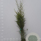 Phyllostachys bissetii 200-250 cm 18L