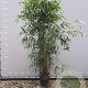 Pseudosasa japonica 250-300 cm 35L