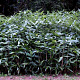 Sasa palmata nebulosa 10-15 cm 2,0L