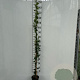 Hedera helix 150-175 cm 7,5L Gestokt