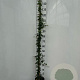Hedera helix 150-175 cm 7,5L Gestokt