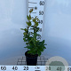 Ligustrum j. 'Texanum' 30-40 cm 2,5L