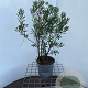 Myrica gale 30-40 cm 3,0L