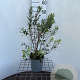 Myrica gale 40-50 cm 2,5L