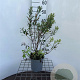 Myrica gale 40-50 cm 2,5L