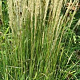 Calamagrostis acut. 'Karl Foerster' GM P9