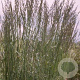 Calamagrostis acut. 'Karl Foerster' GM P9