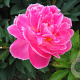 Paeonia (LD) 'Mme Emile Débatène' GM P9