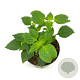 Salvia 'Amistad' GM 2,0L
