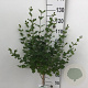 Syringa meyeri 'Palibin' 60 cm stam 5,0L