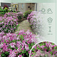 Syringa meyeri 'Palibin' 60 cm stam 5,0L