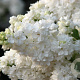 Syringa v. 'Monique Lemoine' 100 cm stam 5,0L
