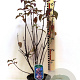 Viburnum bodn. 'Dawn' 30 cm P17