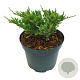 Juniperus h. 'Blue Chip' 20-25 cm 2,0L