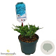 Juniperus h. 'Blue Chip' 20-25 cm 2,0L