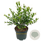 Myrtus communis 20-30 cm 3,0L