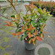 Photinia fraseri 'Red Robin' 50-60 cm 5,0L