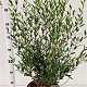 Phillyrea angustifolia 60-80 cm 7,5L