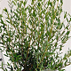 Phillyrea angustifolia 60-80 cm 7,5L