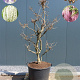 Wisteria floribunda 'Rosea' 200-225 cm cont. 160L solitair