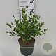 Myrtus communis 20-30 cm 3,0L