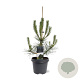 Pinus nigra nigra 60-80 cm 5,0L