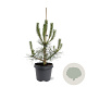 Pinus nigra nigra 60-80 cm 5,0L