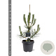 Pinus nigra nigra 60-80 cm 5,0L