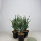 Taxus baccata 30-40 cm 3,5L
