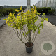 Cornus alba 'Aurea' 80-100 cm cont. 65L