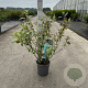 Cornus alba 'Sibirica Variegata' 60-80 cm cont. 65L