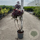 Cotinus cog. 'Royal Purple' 60-80 cm cont. 65L