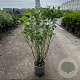 Cornus sericea 'Flaviramea' 80-100 cm cont. 65L