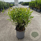 Cornus sericea 'Kelseyi' 40-50 cm 6,5L
