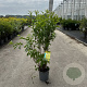 Forsythia int. 'Spectabilis' 80-100 cm cont. 65L