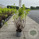 Weigela 'Styriaca' 80-100 cm cont. 65L