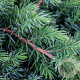 Juniperus conferta 'Schlager' 30-40 cm 3,0L