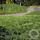 Juniperus conferta 'Schlager' 30-40 cm 3,0L