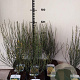 Cytisus praecox 'Allgold' 25-30 cm 2,0L