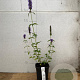 Agastache 'Black Adder' GM  P11