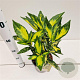 Aucuba jap. 'Picturata' 25-30 cm 2,5L
