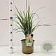 Calamagrostis acut. 'Karl Foerster' gm 4,0L