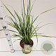 Calamagrostis acut. 'Karl Foerster' gm 4,0L