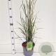 Calamagrostis acut. 'Overdam' 50-60 cm 4,0L