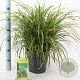 Carex morrowii 'Ice Dance' 30-40 cm 6,5L
