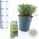 Carex morrowii 'Ice Dance' 30-40 cm 6,5L
