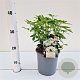 Choisya ternata 20-30 cm 2,5L