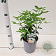 Choisya ternata 20-30 cm 2,5L