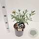 Convolvulus cneorum 20-30 cm 2,5L